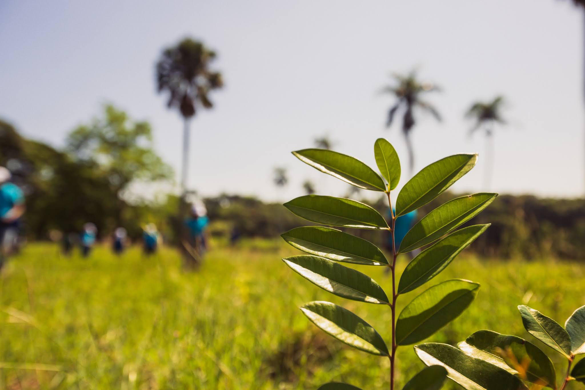 Concluye Mes de la Reforestación con jornada en San José de las Matas (archivo)