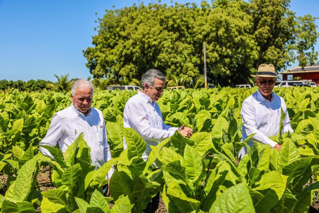 Tabaco Dominicano