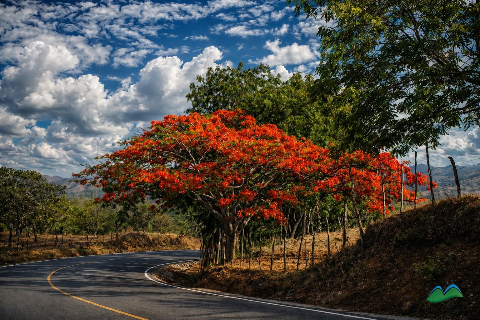 Framboyán CAMINO A INOA